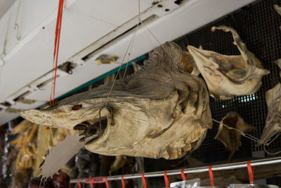 Close-up of animal skull