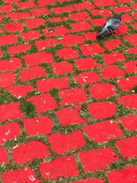 High angle view of red on field