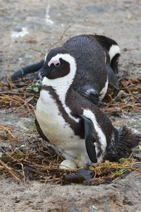 Close-up of penguin on land