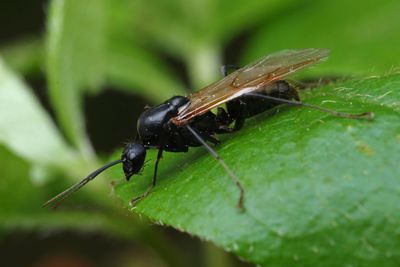 Close-up of insect on leaf