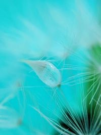 Close-up of feathers on plant