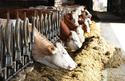 View of sheep in pen