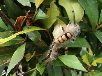 Close-up of butterfly on plant