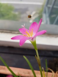 Close-up of insect on pink flower