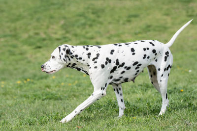 Dog on field