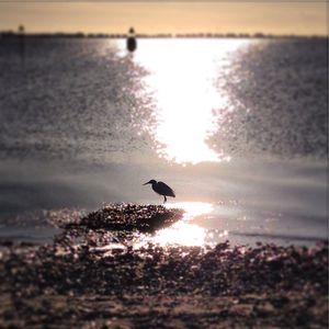 Birds flying over sea