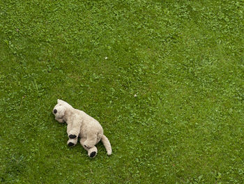 High angle view of sheep on grass