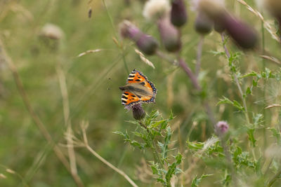 Close-up of butterfly on plant