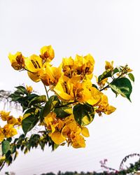 Low angle view of yellow flowering plant against sky