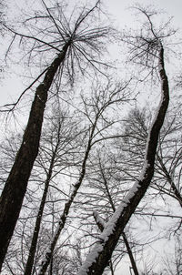 Low angle view of bare tree against clear sky