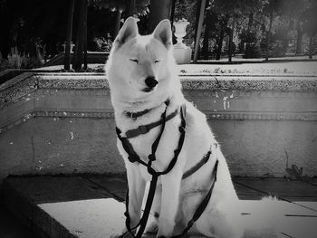 Dog looking away on snow