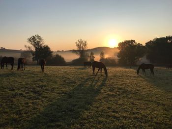 View of horses on field against sky during sunset