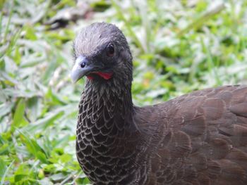 Close-up of a bird on field