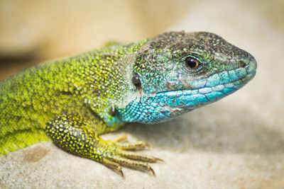 Close-up of lizard
