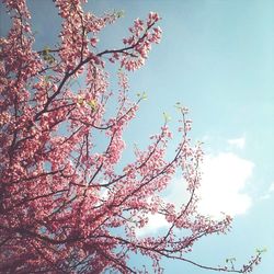 Low angle view of flowers on tree