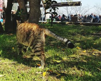 Cat standing in field