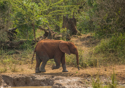 Elephant standing in a field