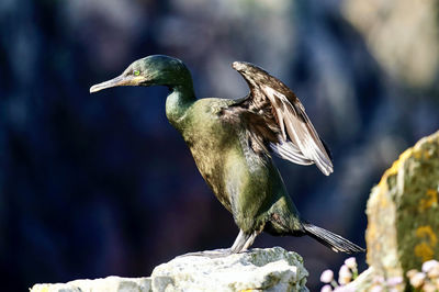 Close-up of bird perching on rock