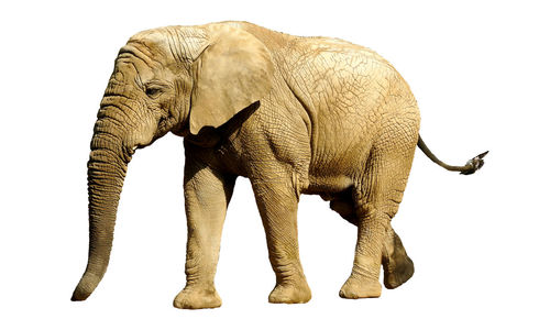 View of elephant over white background