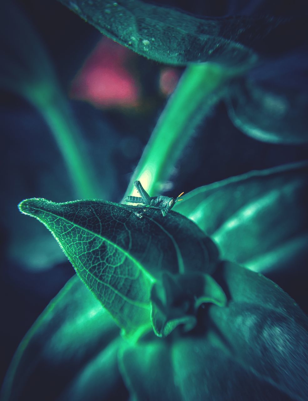 green, macro photography, leaf, plant part, close-up, nature, blue, no people, flower, animal, plant, animal themes, darkness, one animal, beauty in nature, animal wildlife, wildlife, insect, petal, light
