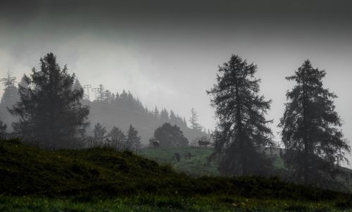 Pine trees on field against sky