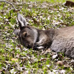 Kangaroo relaxing on grass