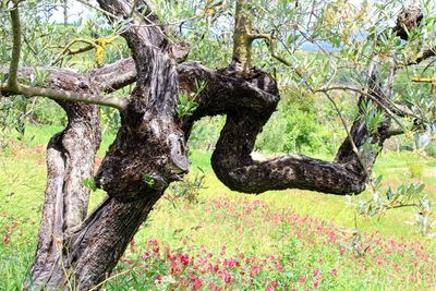 Close-up of tree trunk in forest