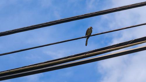 Low angle view of birds perching on cable against sky