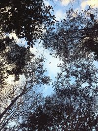 Low angle view of silhouette trees against sky