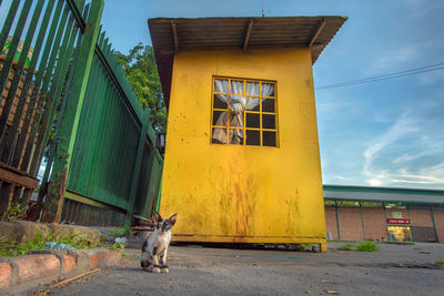 Dog walking in a building