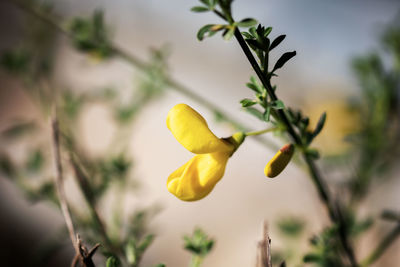 Close-up of broom blossom