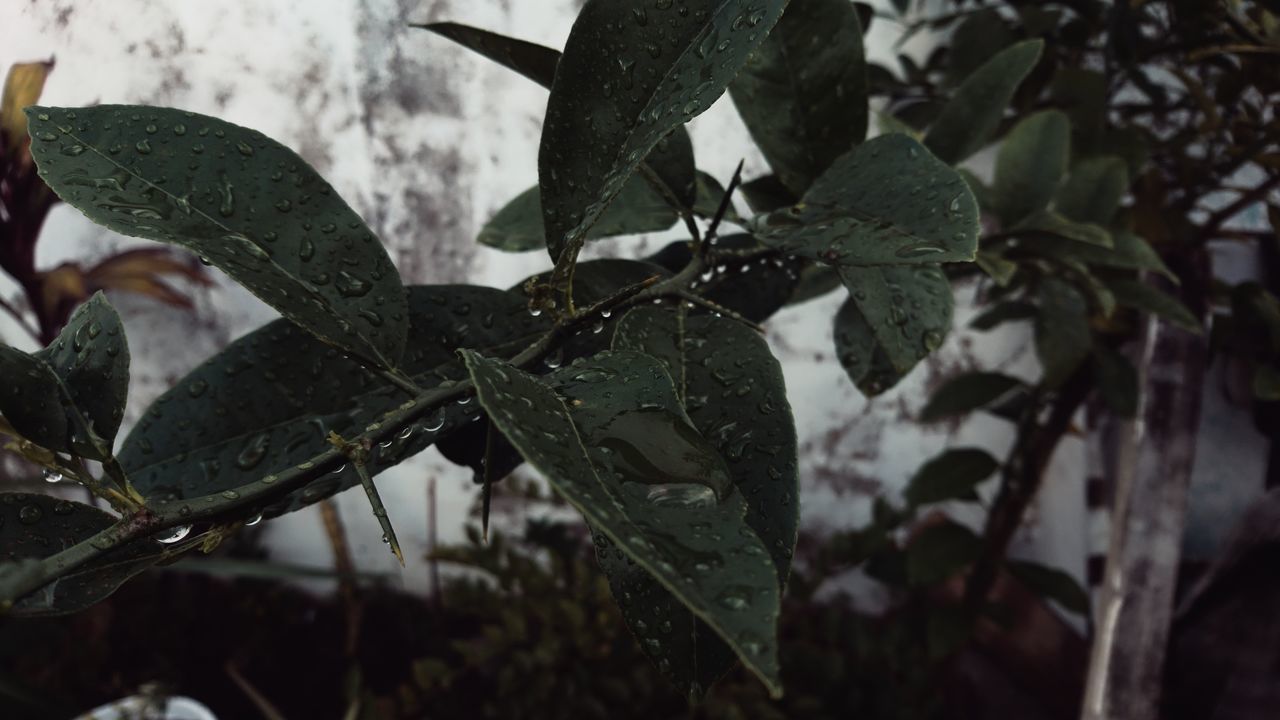 CLOSE-UP OF WET PLANT LEAVES