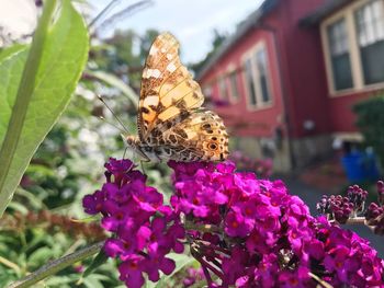 Close-up of butterfly pollinating on purple flower