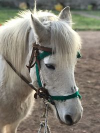 Close-up of horse on field