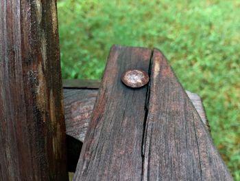 Close-up of wooden plank on tree trunk in park