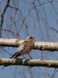 Low angle view of bird perching on branch