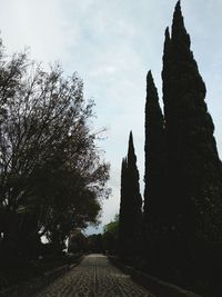 Trees against sky