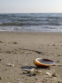 Close-up of seashell on beach against sky