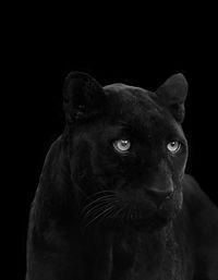 Close-up portrait of black labrador