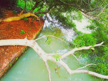 Trees in pond