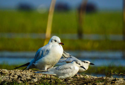 Close-up of bird perching on shore