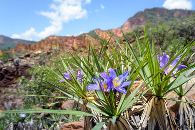 Close-up of crocus blooming on field