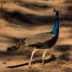 View of tree against sky