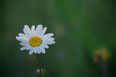 Close-up of white flowering daisy