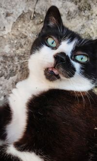 Portrait of cat relaxing outdoors