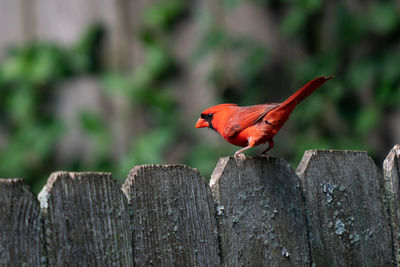 Bird perching on wooden post