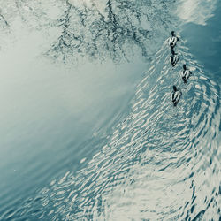 High angle view of ducks swimming on lake