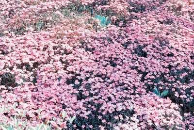 Pink flowers blooming outdoors