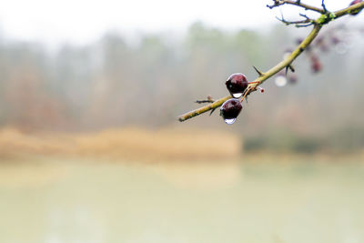 Close-up of berry tree