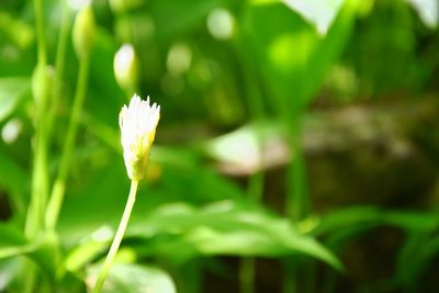 Close-up of white flower blooming outdoors